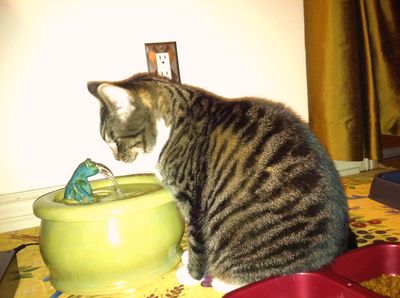 Mitzi with an Ebi drinking fountain